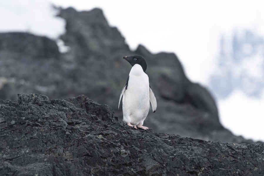 Pingüino Adelia - Antártida 07.jpg
